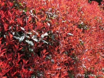 红叶石楠最好的品种是红罗宾还是红唇吗？