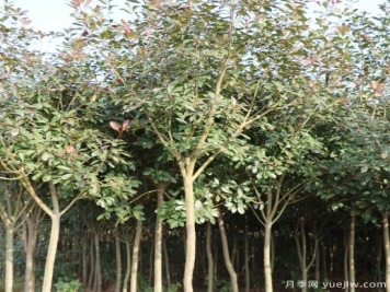 培育独杆红叶石楠树的方法