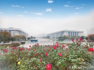 美丽的南阳十一月，月季缤纷季季春