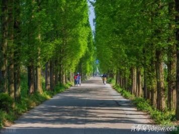 12种常见的行道树树种，你家乡的行道树是什么