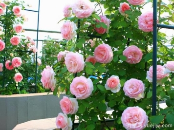 适合庭院的6个藤本月季，以及移栽时间和牵引办法