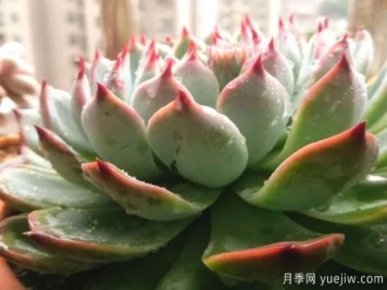 浇水上肥剪一波，做好养护让居家植物安全过冬