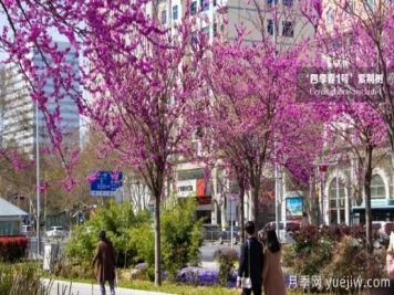 四季春1号紫荆树秋冬季施肥建议