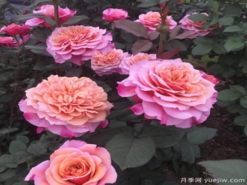 大花微月中的极品，铃之妖精粉嫩可爱，太漂亮了