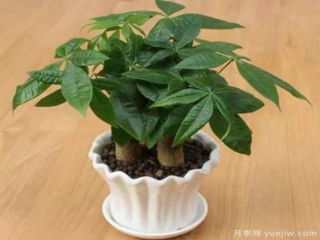 发财树最容易养死的几大原因，避开才能养的好！