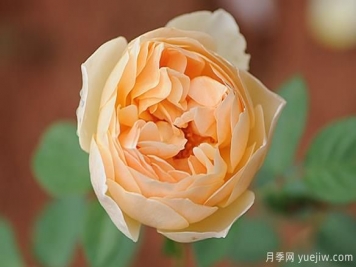 对奥斯汀月季欲罢不能，尤爱无名的裘德