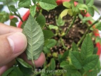 月季红蜘蛛用什么药最有效，怎么防治