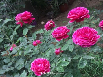 花泥扦插月季，不用假植存活率高，基质还能自然降解很环保