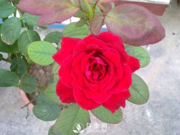 月季缺水的表现症状 一看就懂