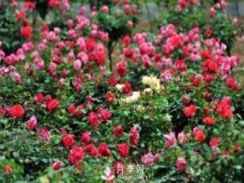 月季虽好“坑”太多，想养好就要避开6个“坑”