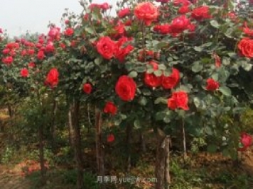 南阳月季树种植能用草木灰吗