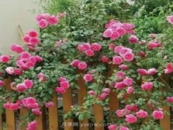 推荐花友必养的5大藤本月季和5大灌木月季品种，花美好养