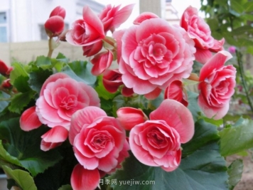 夏天不能买的7种花，再漂亮也要管住手