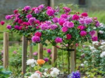 不放大招 月季树怎么能花开爆？