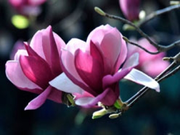 玉兰花开报春光——南阳玉兰苗木种植