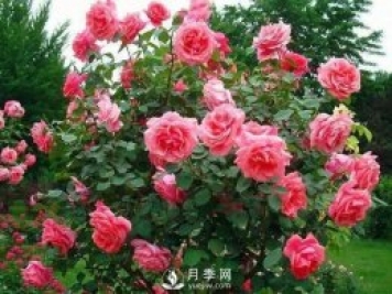 新手和懒人首选的三种月季品种，还自带体香开花不断