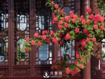 你知道南阳为啥被称为世界月季名城吗？