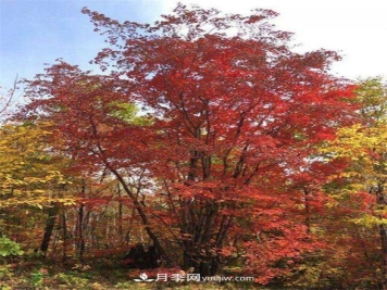 五角枫简介及形态特征