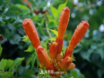 苗木假活的原因及应对方法