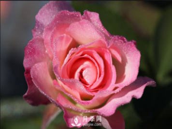 ​月季如何养，才能开花大而艳？