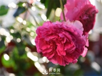 月季花为什么越来越小？