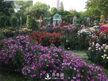 南阳月季在花园景观中的应用