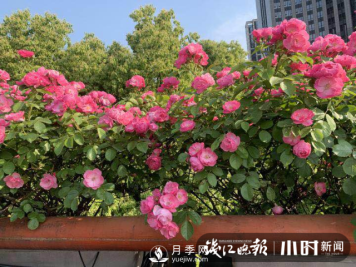 高架月季怎么才能养得好？ 全年月季养护流程