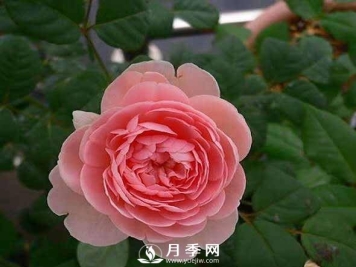 月季怎样进行修剪与管理、养护