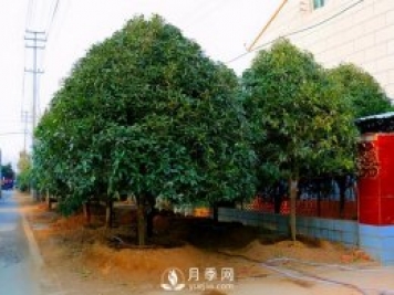 春季桂花移栽修剪有诀窍，苗场老农亲传经验