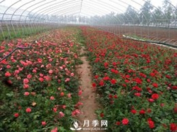 月季品种爆香紫(甜蜜马车)的栽种和养护技巧