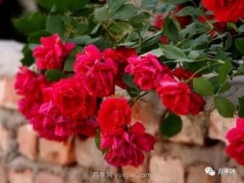 哪些月季耐寒？10大耐寒的藤本月季品种推荐