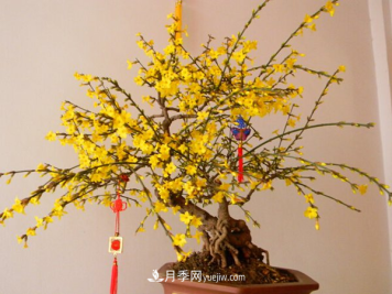 掌握养护腊梅的方法，成为受欢迎的年宵花