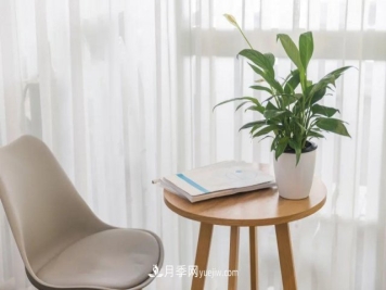 2021，十二生肖的运势，养什么花最旺？