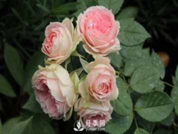 切花月季嫁接苗的栽培技术