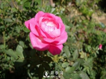 月季的扦插方法，4步完成南阳月季的扦插