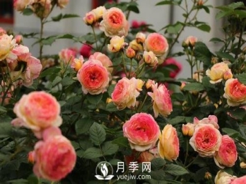 月季十死九个涝，月季浇水的详细教程！