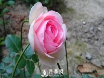 扦插月季的最佳时间