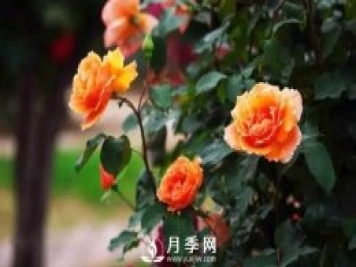 想要月季春天开的好 施肥不能马虎