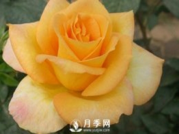 解析一下盆栽月季产生肥害的原因