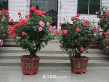月季花姿色多样！学习催花技巧，一年四季都开花