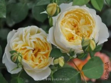 哪些月季耐晒？25大耐热月季品种推荐