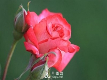 月季出现掉叶子怎么办？