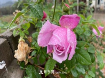 我喜爱的自由精神月季