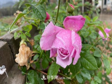 我喜爱的自由精神月季