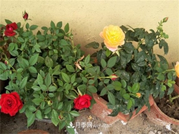 月季开花多与少，全看秋冬会不会养，2个工作要做好