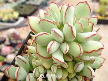 巧克力线，多肉植物