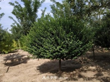 北方苗木，独杆卫矛球的培养和养护