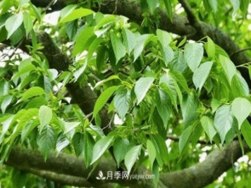 杜仲，可以在北方种植的珍贵树种苗木