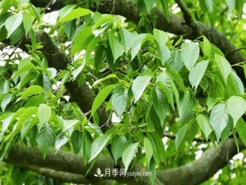 杜仲，可以在北方种植的珍贵树种苗木