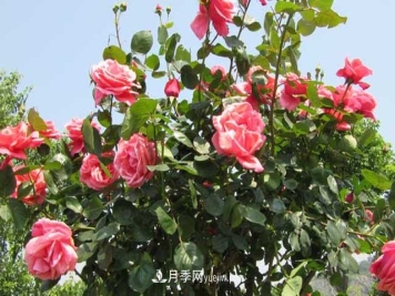 树状月季的栽培方式及其特点有哪些？